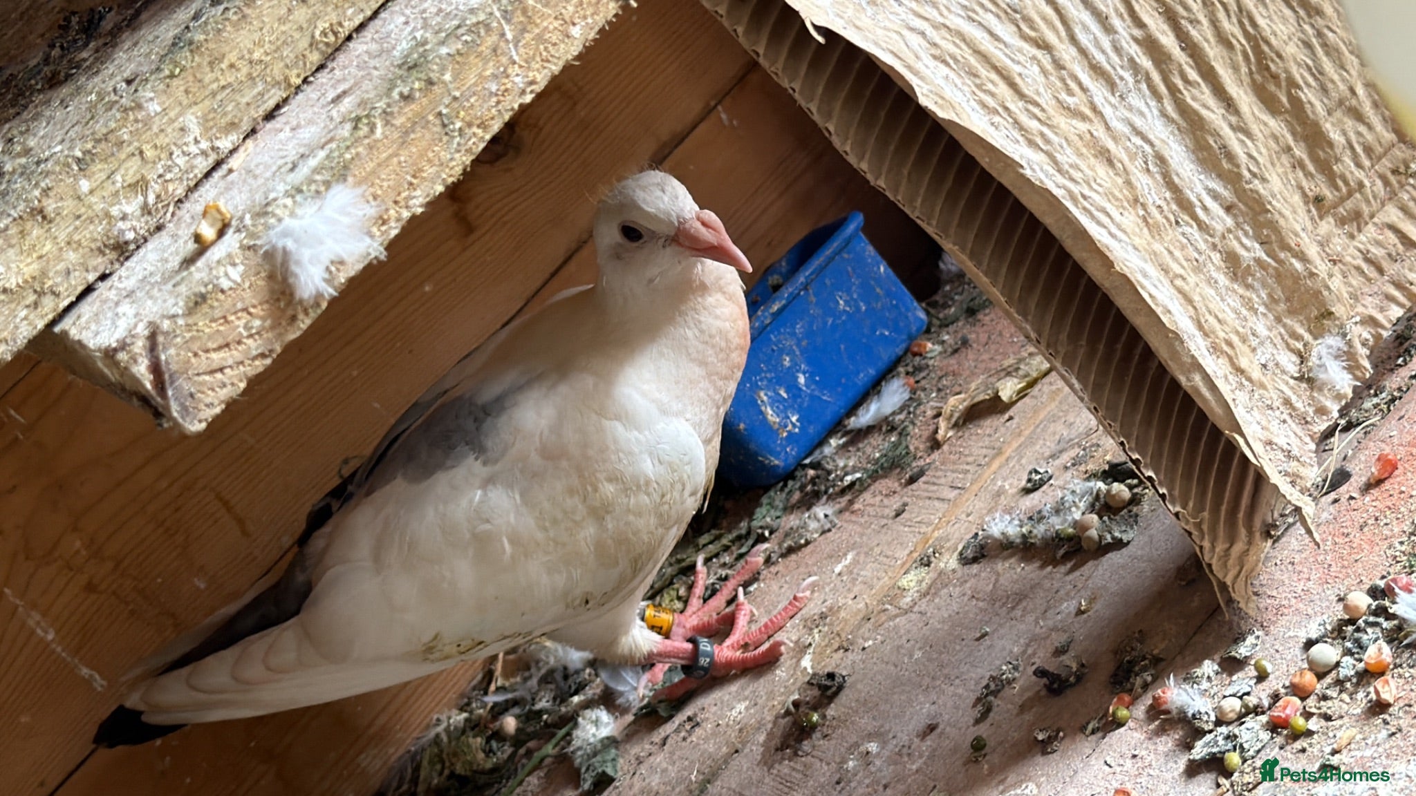 Pigeons birds Different pigeons for sale  - Advert 2