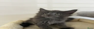 Maine Coon 4