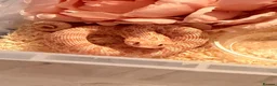 Snake reptiles for sale: Hognose Snake - Advert 2