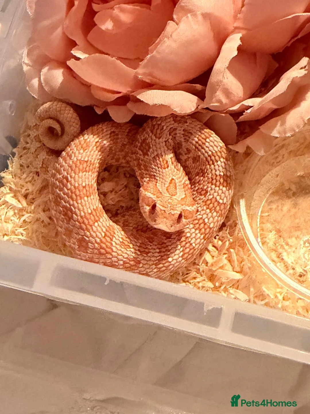 Snake reptiles for sale: Hognose Snake - Advert 2