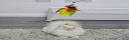 Ragdoll cats for sale: Rare Cream Female Flame Point - Advert 9