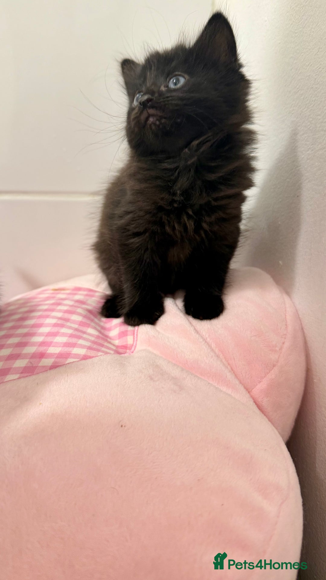 Mixed Breed cats for sale: Mixed bsh kittens looking forever homes  - Advert 3