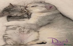 British Shorthair cats for sale: Champion Line Gorgeous BritishShortHair Kittens 🩷 - Image 15