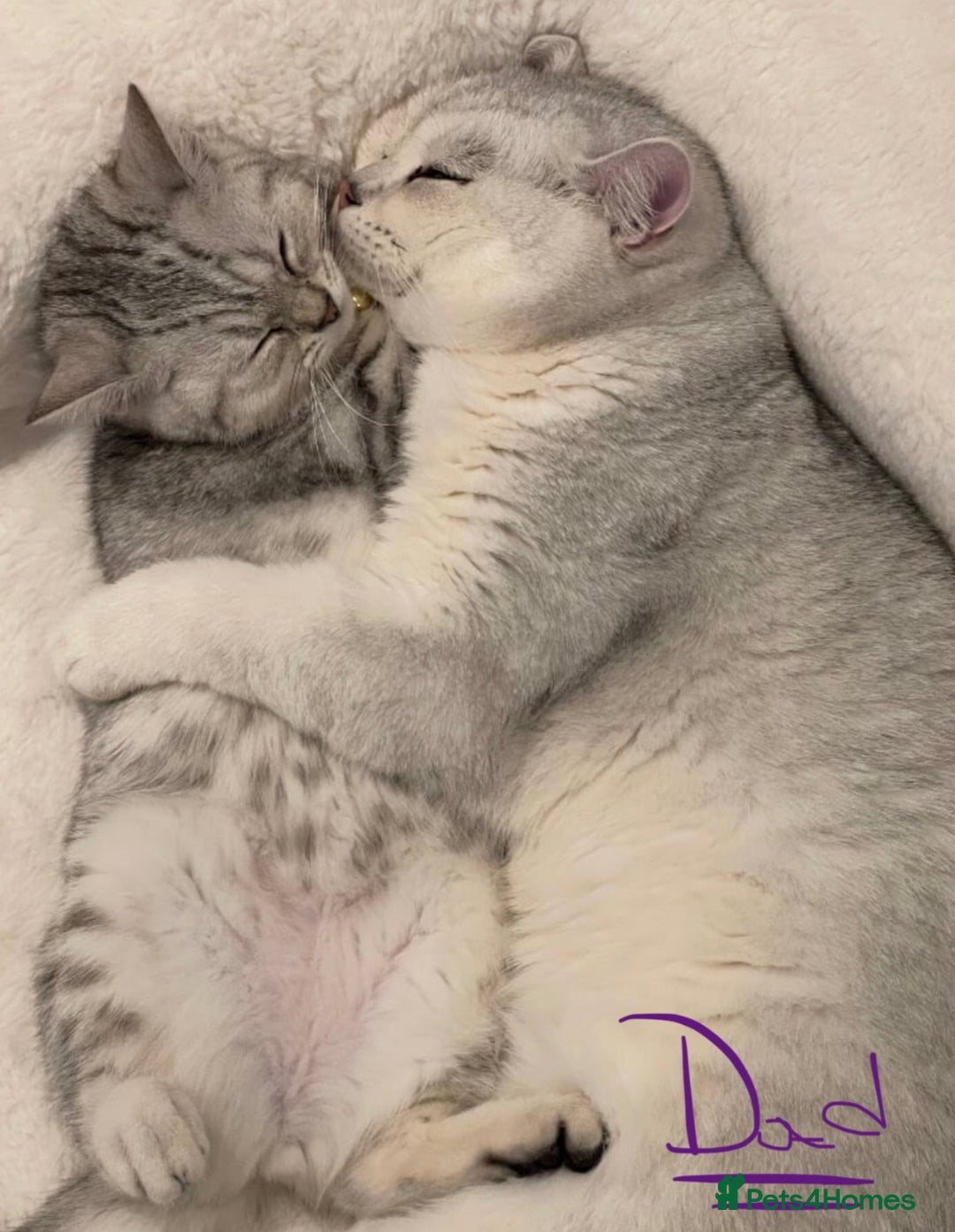 British Shorthair cats for sale: Champion Line Gorgeous BritishShortHair Kittens 🩷 - Image 15