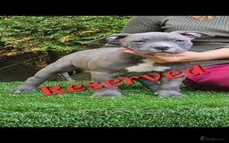 American Bully dogs for sale: pocket bully pups, ABKC registered, 14wks old. - Image 7