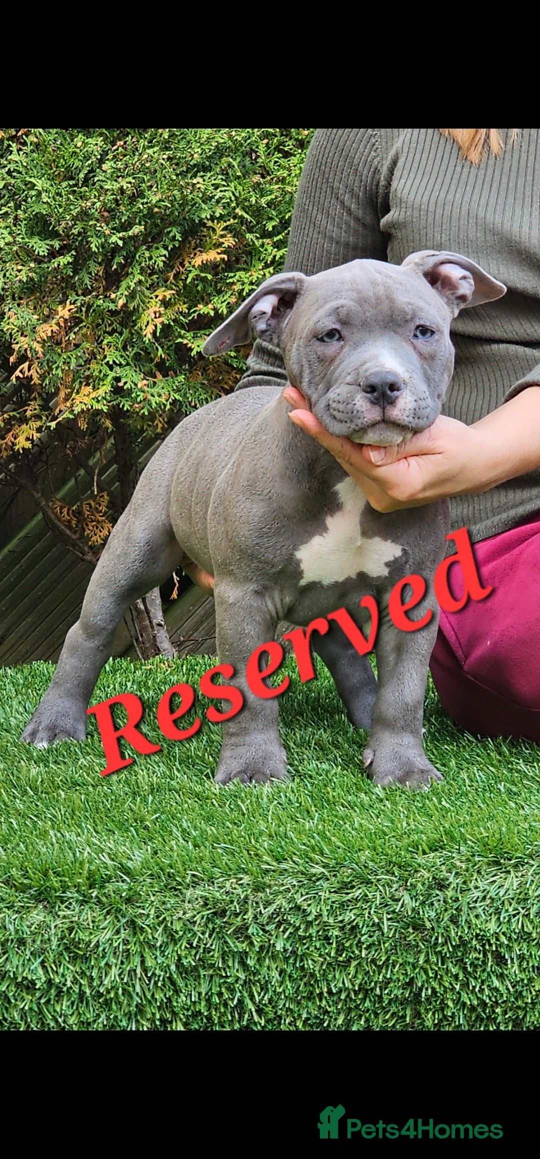American Bully dogs for sale: pocket bully pups, ABKC registered, 14wks old. - Image 7