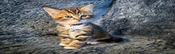 Mixed Breed cats for sale: 4 stunning kittens in Stanley - Advert 3