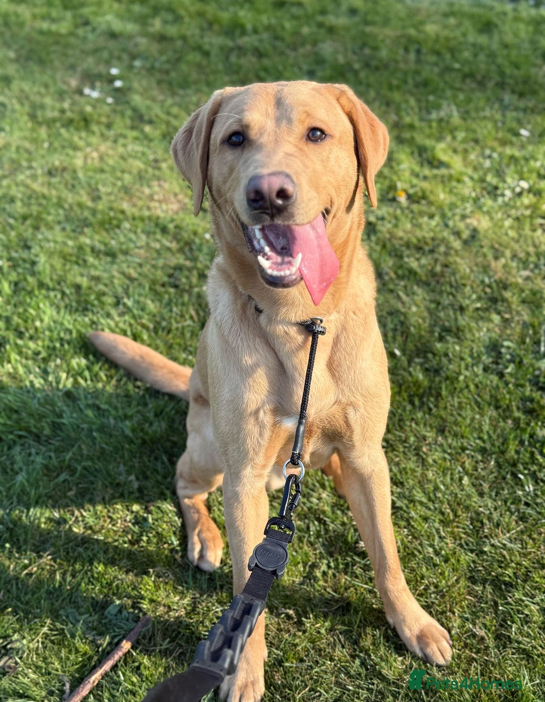 Labrador Retriever dogs for sale: Labrador puppies  - Image 9
