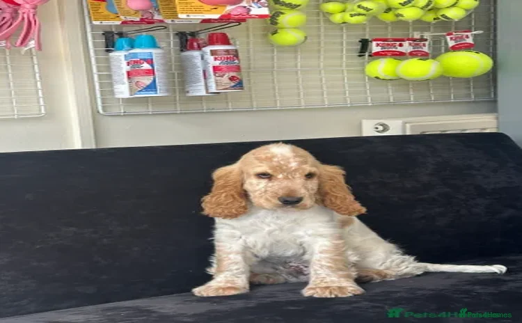 Cocker Spaniel dogs - Advert 10