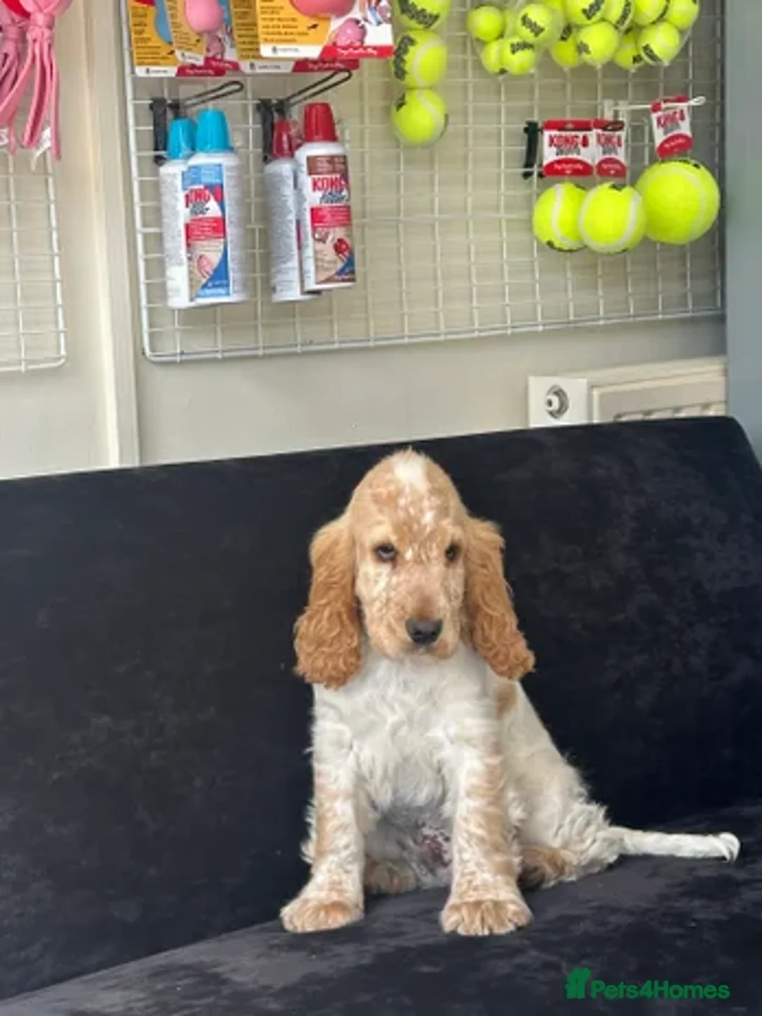 Cocker Spaniel dogs for sale: Show type cocker spaniel boy - Image 1