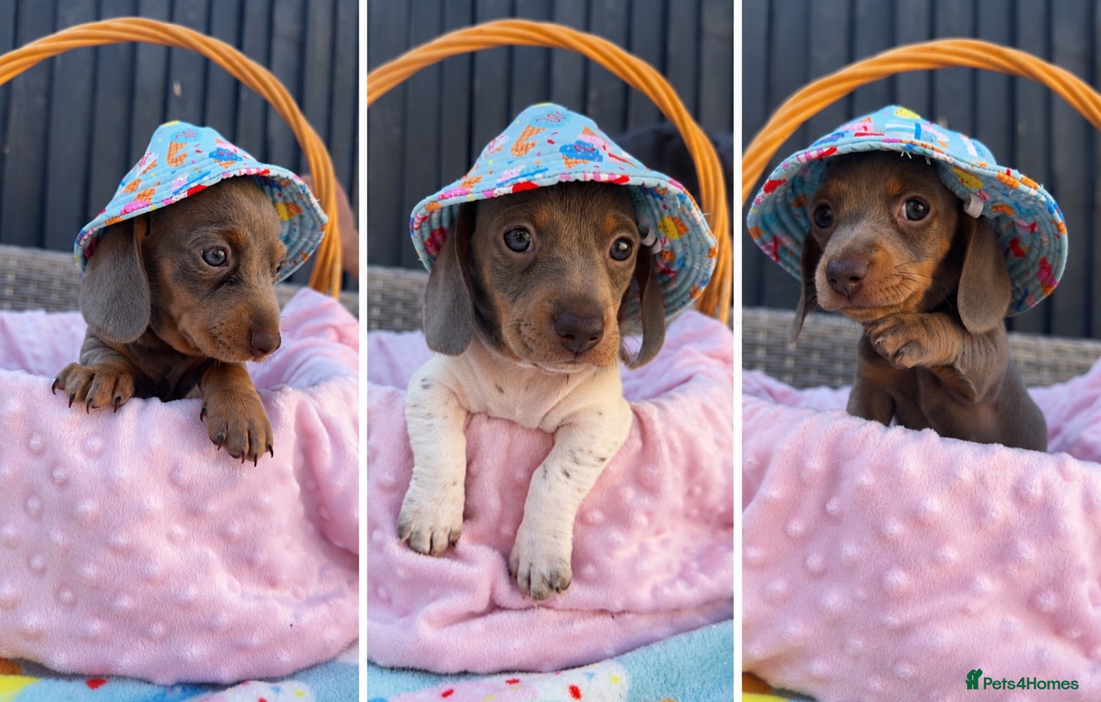 Miniature Dachshund dogs Beautiful KC Puppies - Advert 17