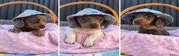 Miniature Dachshund dogs for sale: Beautiful KC Puppies - Advert 1