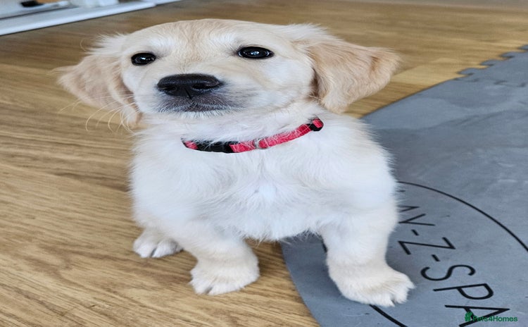 Golden Retriever dogs - Advert 13