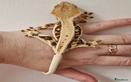 Gecko reptiles for sale: lily white crested geckos for sale - Image 4
