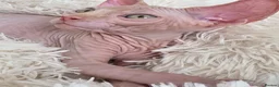 Sphynx cats for sale: Beautiful Canadian Sphynx Kittens Available 💎 - Advert 28