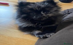 Pomeranian dogs for stud: Very rare merle pomeranian for stud duties - Image 12