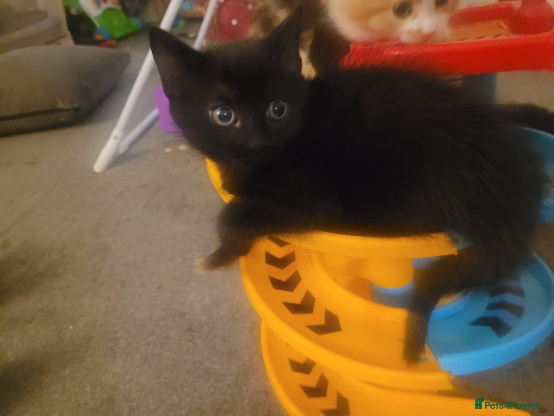 British Shorthair cats for sale: 2 all black male kittens available  - Image 3