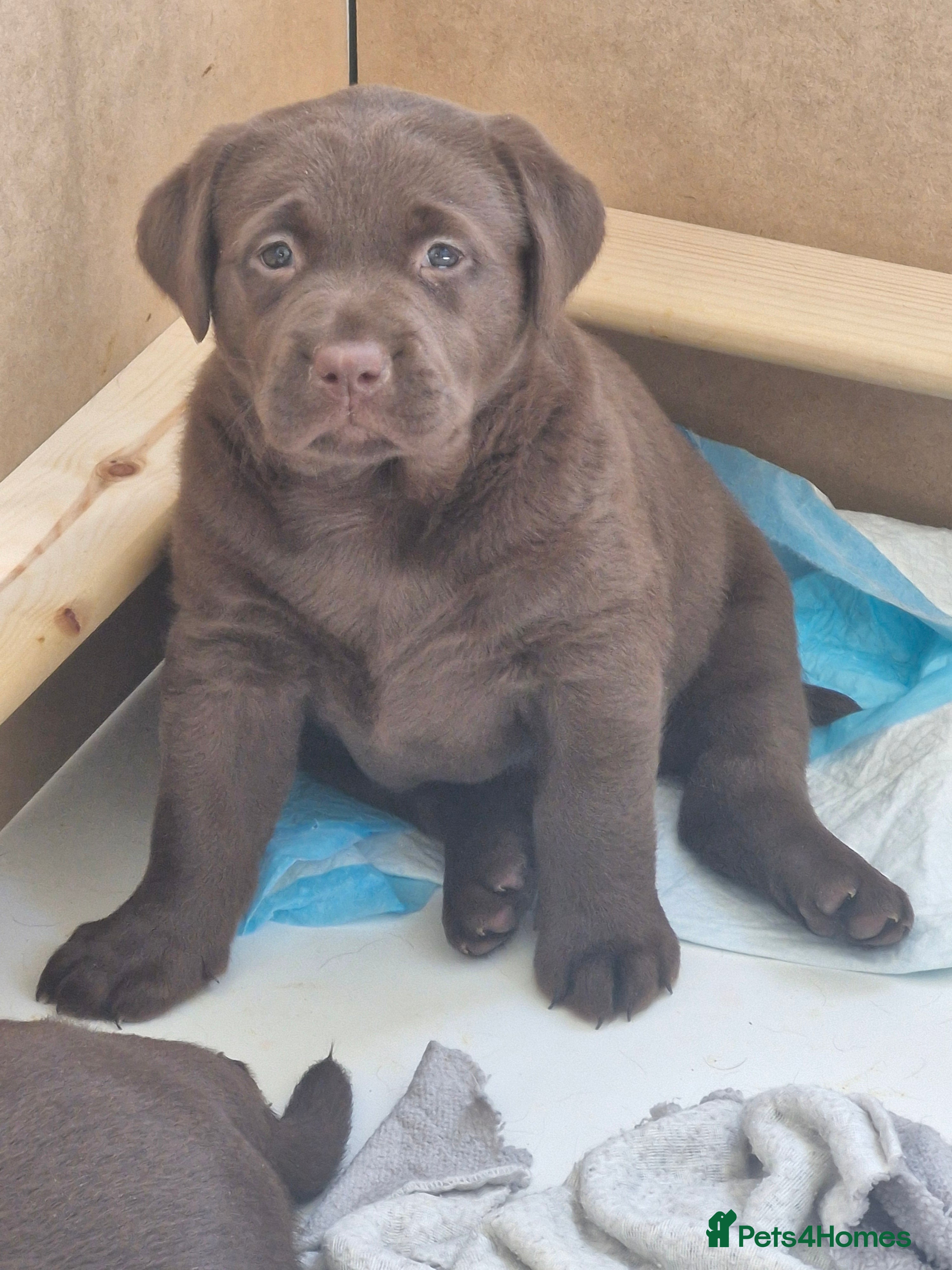 Labrador Retriever dogs Ready- Home raised KC Chunky Chocolate Labradors - Advert 1