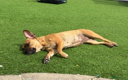 Mixed Breed dogs for sale: Beautiful French bulldog cross  - Image 3