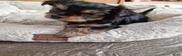 Yorkshire Terrier dogs for sale:  beautiful Yorkshire terrier puppy’s - Advert 3