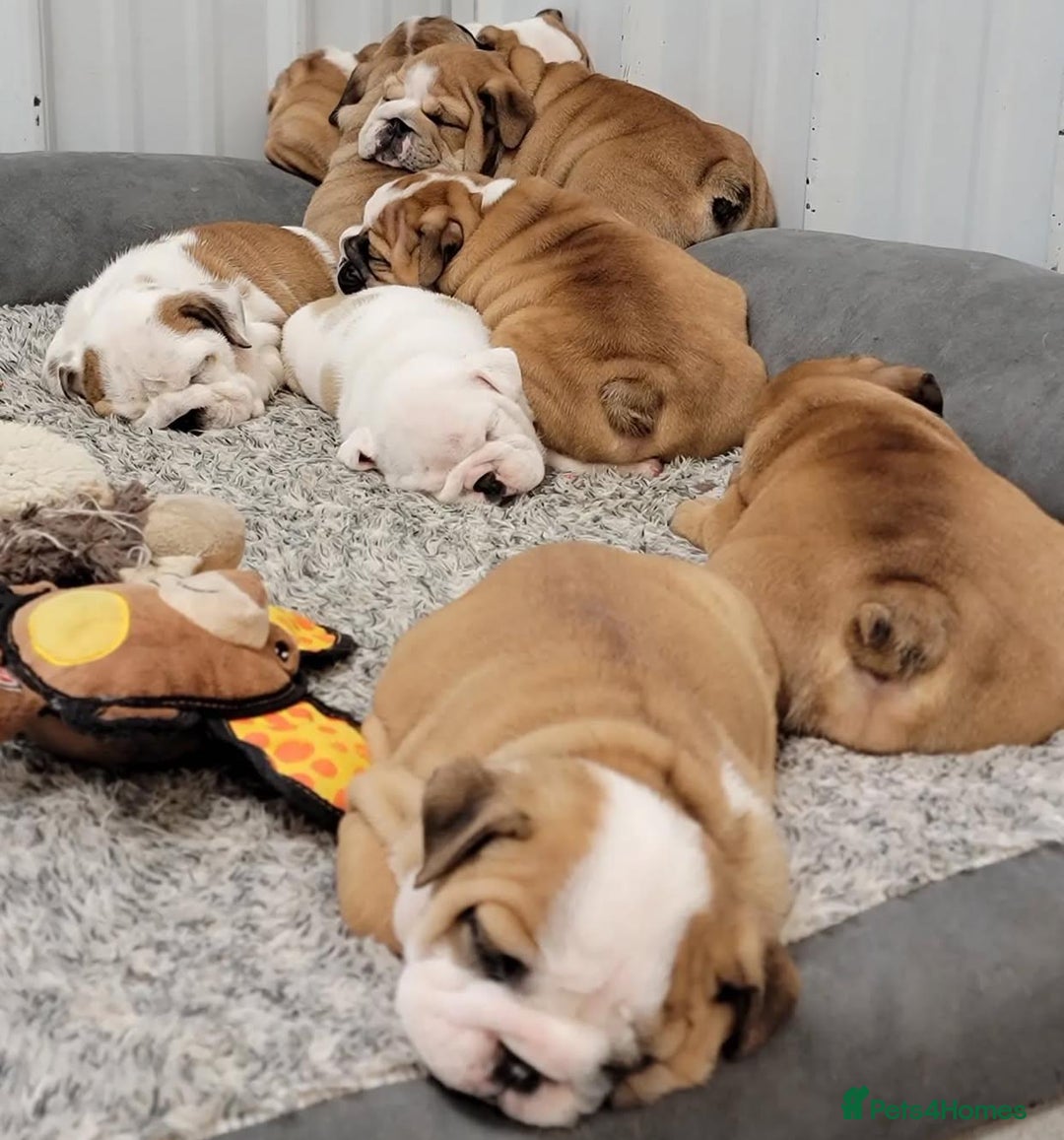 English Bulldog dogs for sale: Purebred English Bulldog Puppies ✨ - Image 8