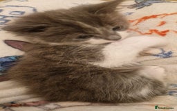 Mixed Breed cats for sale: Kittens for sale  - Image 6