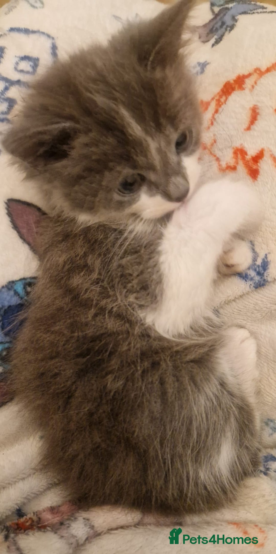 Mixed Breed cats for sale: Kittens for sale  - Image 6