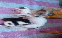 Jackapoo dogs for sale:  Ready on the 18th of December 3 jackapoo puppy’s - Advert 11