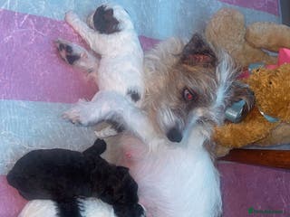 Jackapoo dogs Ready on the 18th of December 3 jackapoo puppy’s - Advert 18