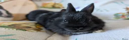 Netherland Dwarf rabbits for sale: Netherland dwarf rabbits - Advert 7