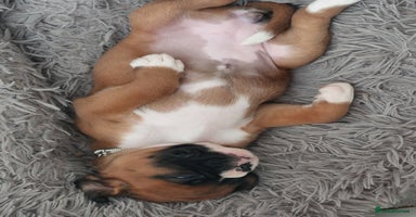 Boxer dogs - Advert 15