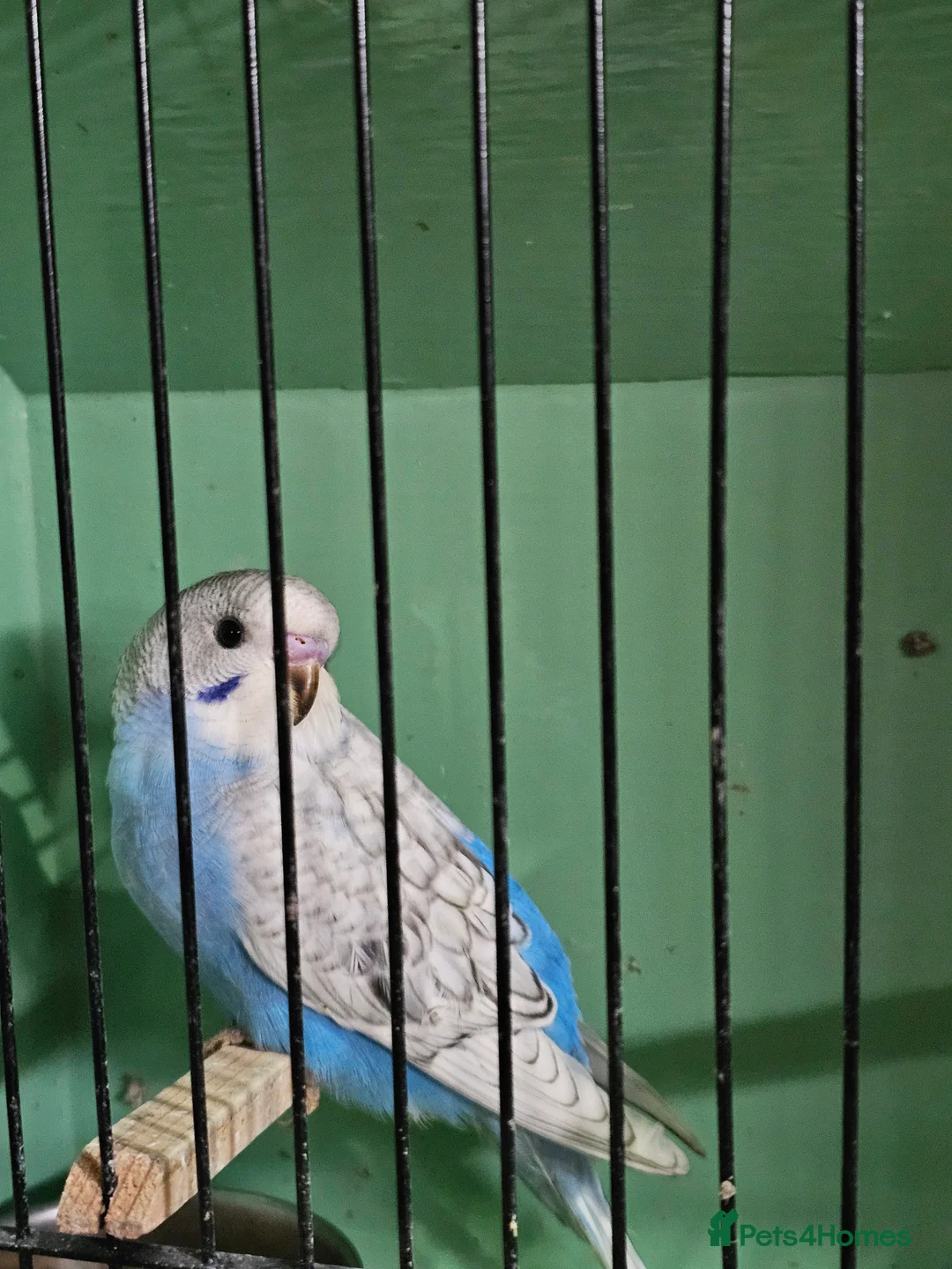 Budgerigars birds for sale: Budgie baby - Advert 6