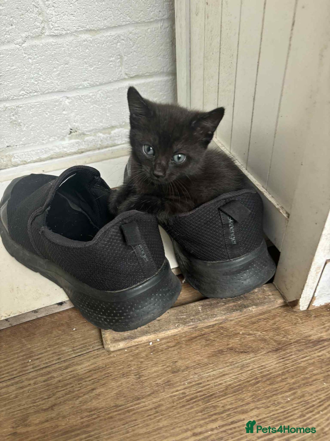 Mixed Breed cats for sale: Kittens  - Image 3