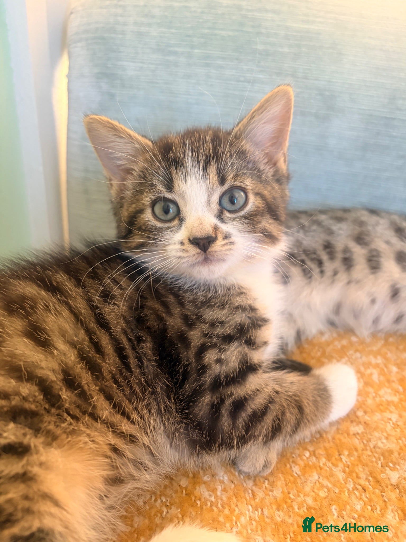 Mixed Breed cats Bengal/Maine Coon mix • stunning & affectionate  - Advert 1