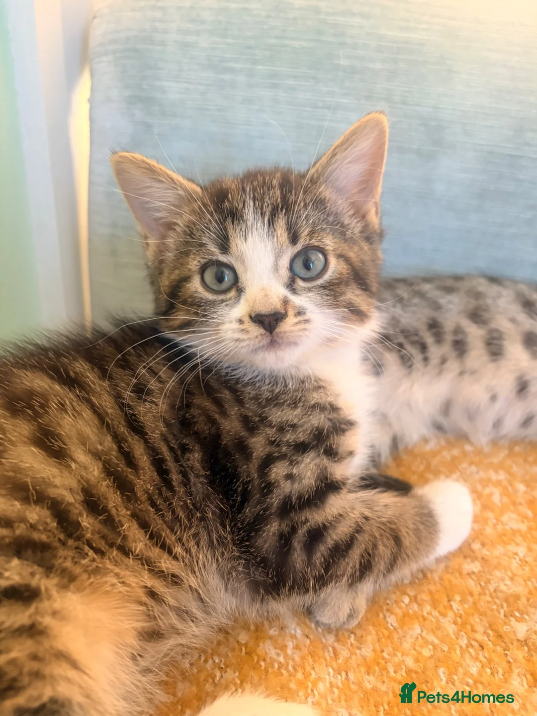 Mixed Breed cats for sale: Bengal/Maine Coon mix • stunning & affectionate  - Advert 1
