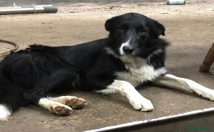 Border Collie dogs - Advert 1