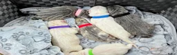 Chow Chow dogs for sale: Chow Chow Puppies  - Advert 2