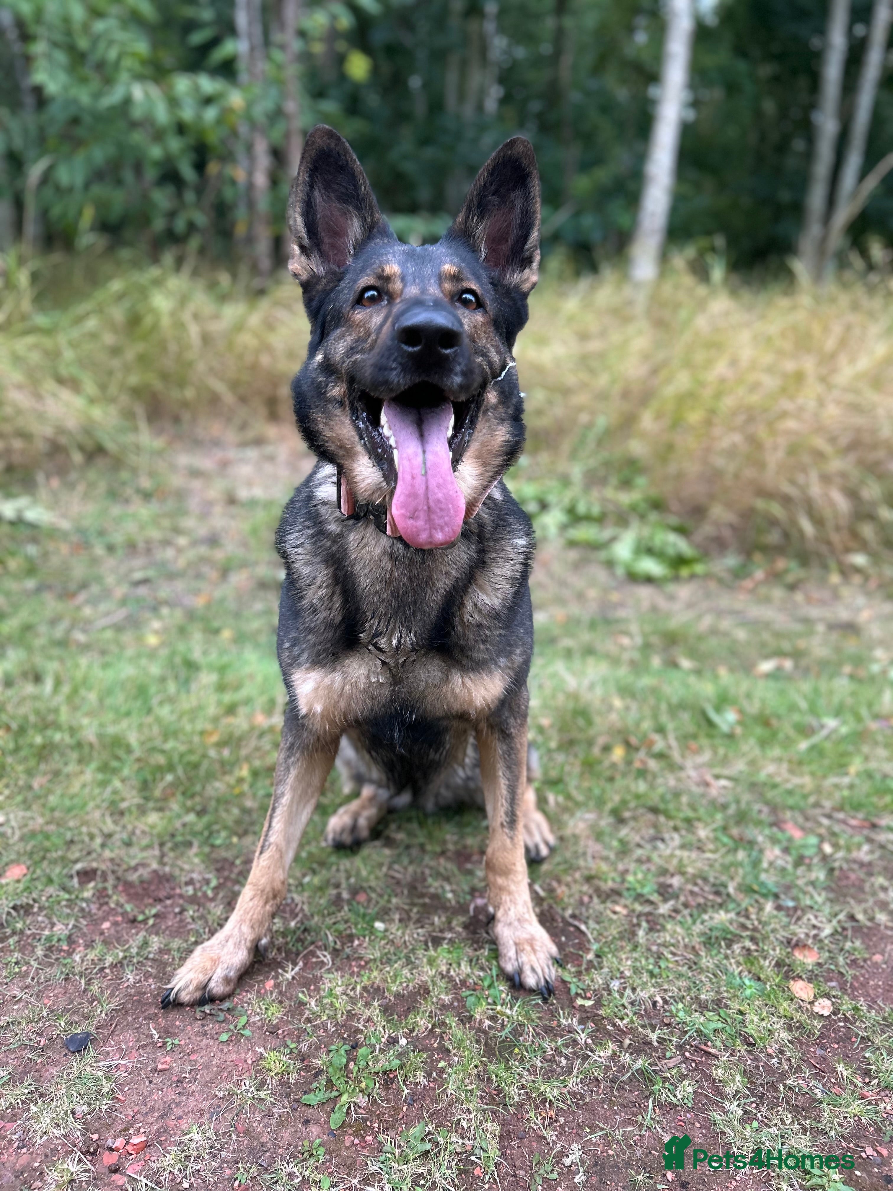 German Shepherd dogs 5 year old - working line German shepherd  - Advert 1