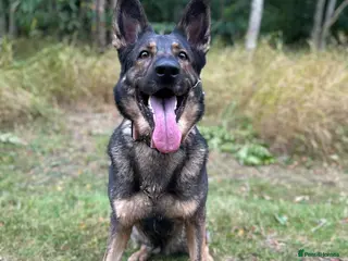 German Shepherd dogs 5 year old - working line German shepherd - Advert 1