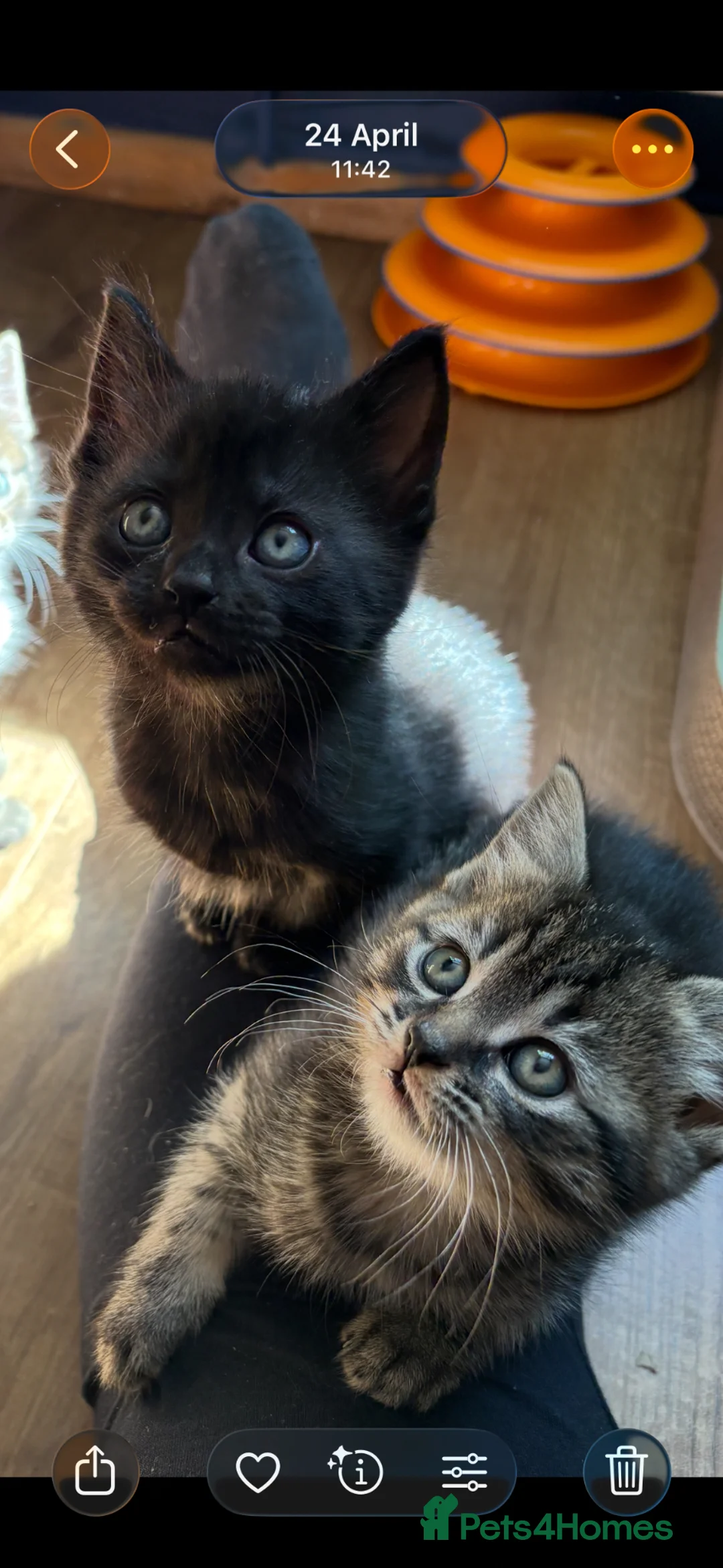 Bombay cats for sale: 2 sweet girls for sale - Advert 1