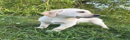 Goldador dogs for sale: Goldador Puppies  - Advert 5