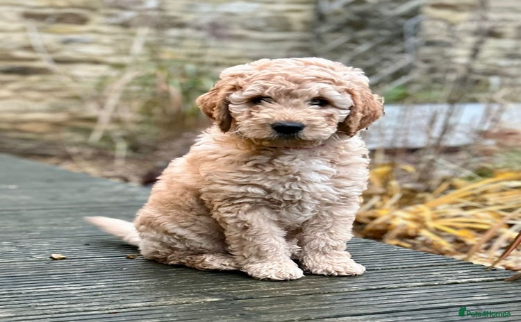 Mini Goldendoodle dogs - Advert 6