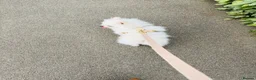 Pomeranian dogs for sale: Pomeranian Girl - Advert 2