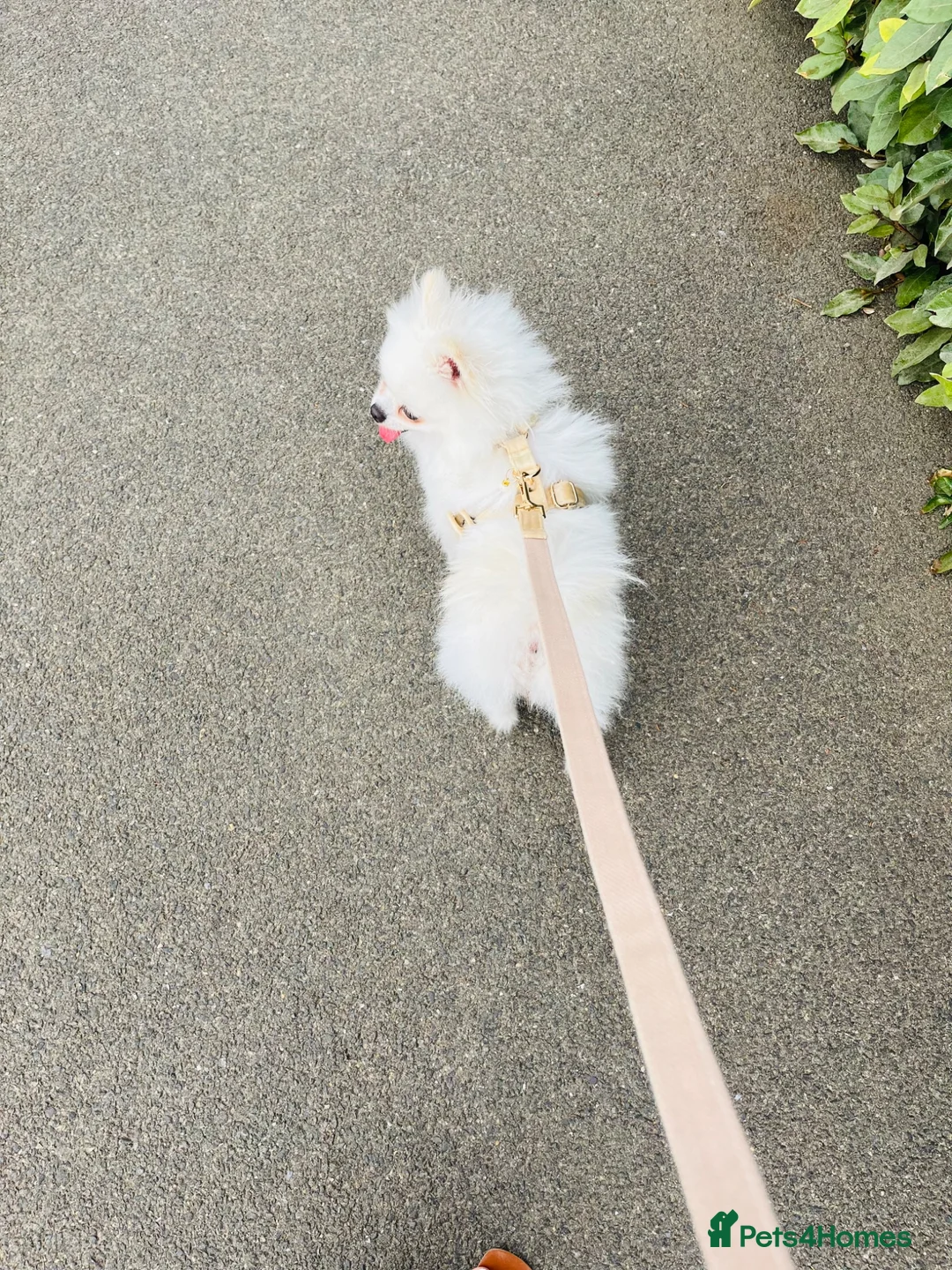 Pomeranian dogs for sale: Pomeranian Girl - Advert 2