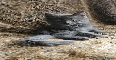 Maine Coon cats - Advert 8