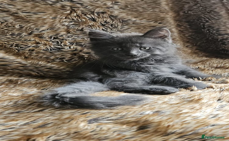 Maine Coon cats - Advert 12