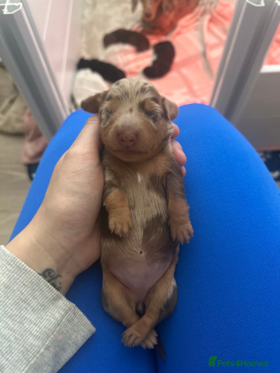 Miniature Dachshund dogs for sale: Miniature daschunds   - Image 2