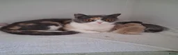 British Shorthair cats for sale: Cream British Shorthair  - Advert 7