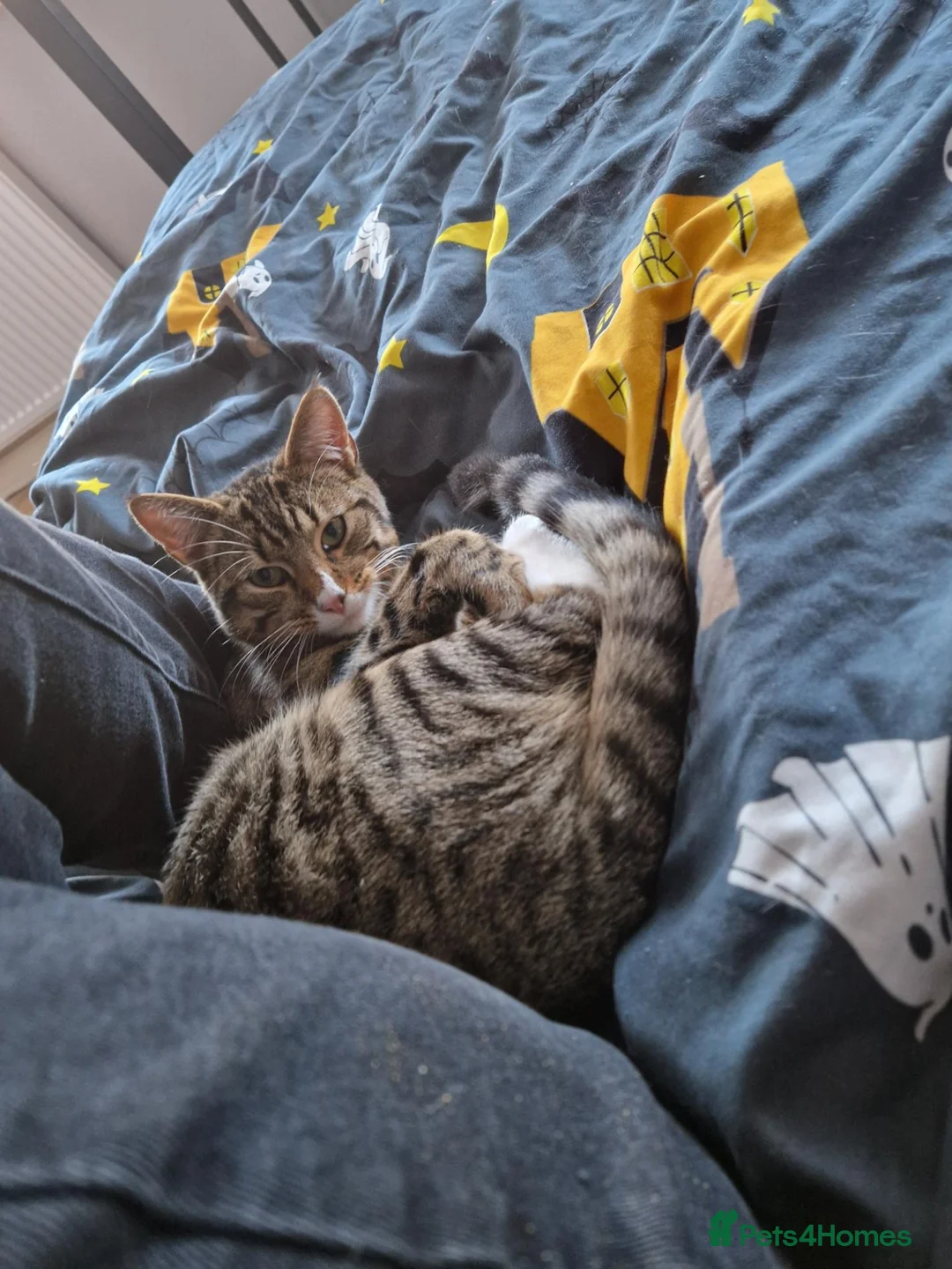 Mixed Breed cats for sale: Male cat (Tigger) in Bishop Auckland - Advert 2