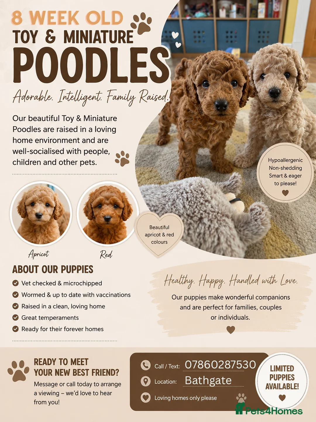 Mixed Breed dogs for sale: 8 week old toy/miniature poodles for sale in Bathgate - Advert 1